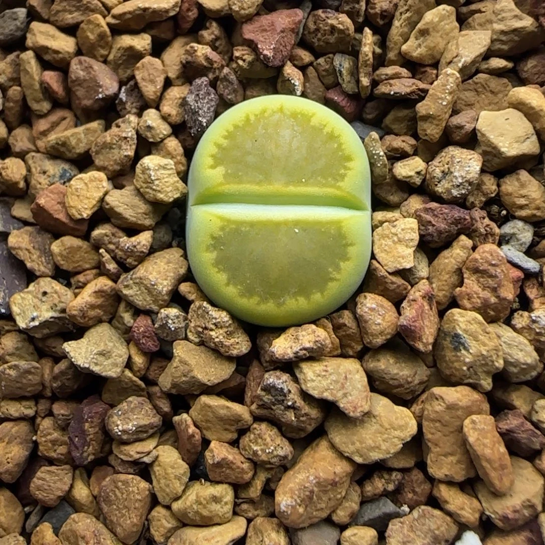 449 生石花大棚直播