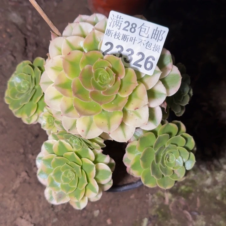 23326荔枝多肉植物