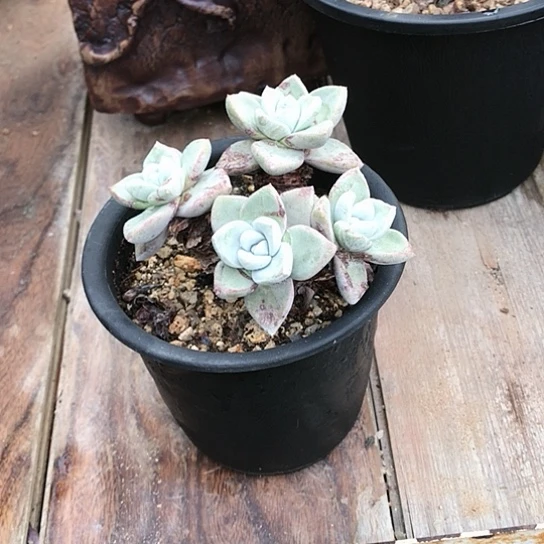 韩货苹果叶仙女棒杯