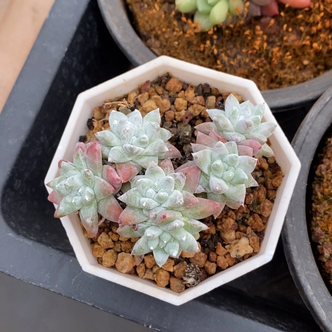 精品多肉一物一拍不包整49