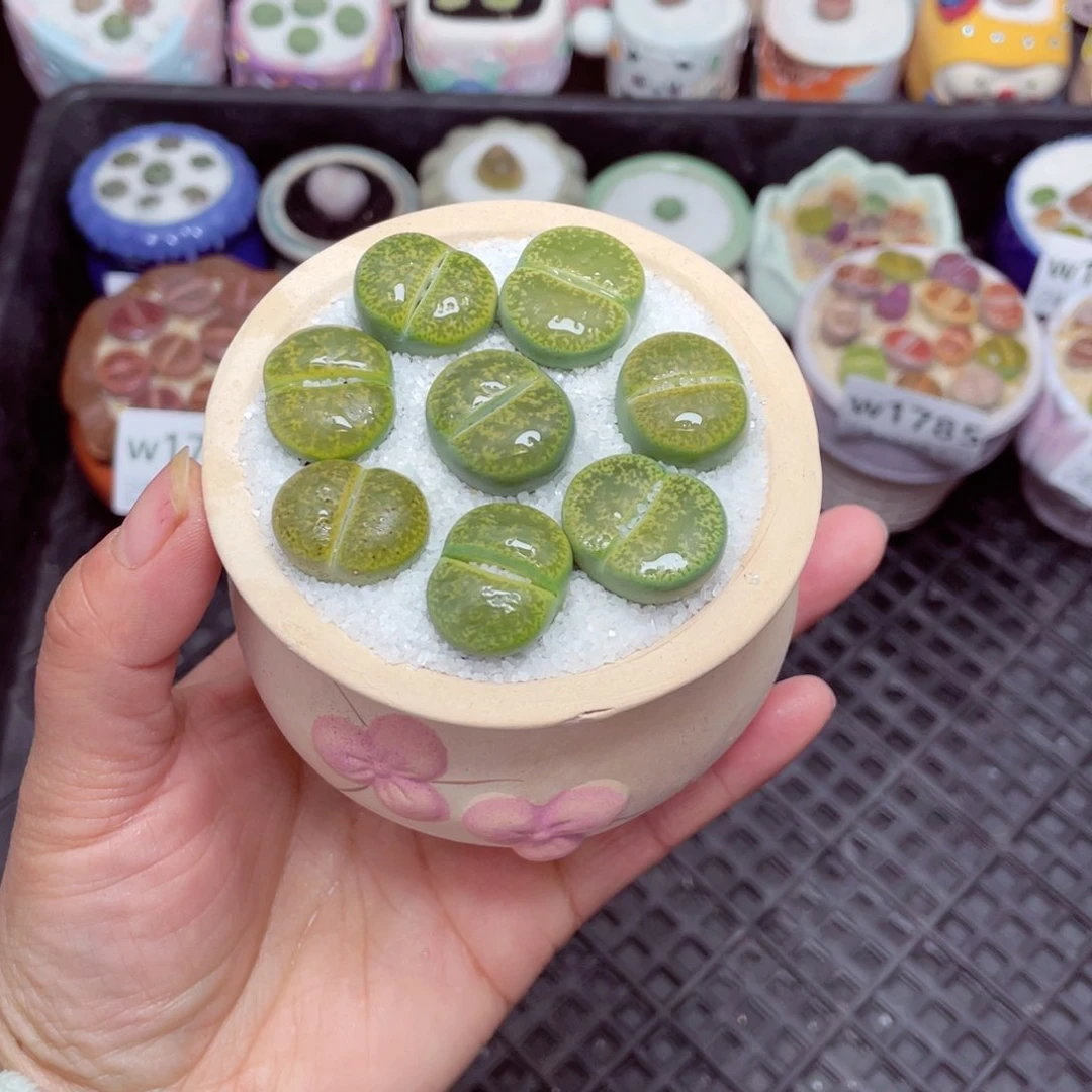 w1791 -零下地区拍保温箱-15支持寄养