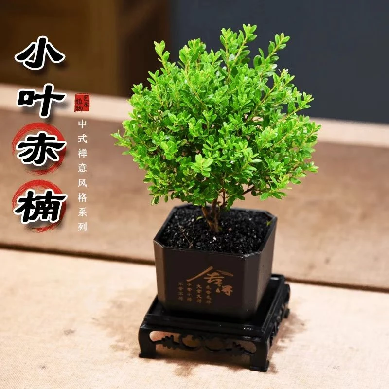 小叶赤楠盆景盆栽植物办公室室内花卉桌面四季常青好养绿植