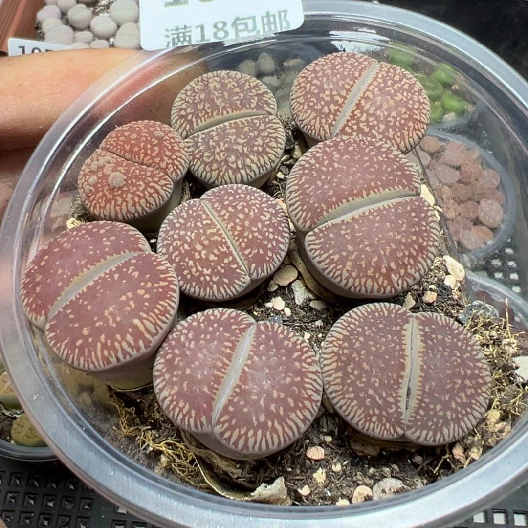 【闪购商品】 1063。