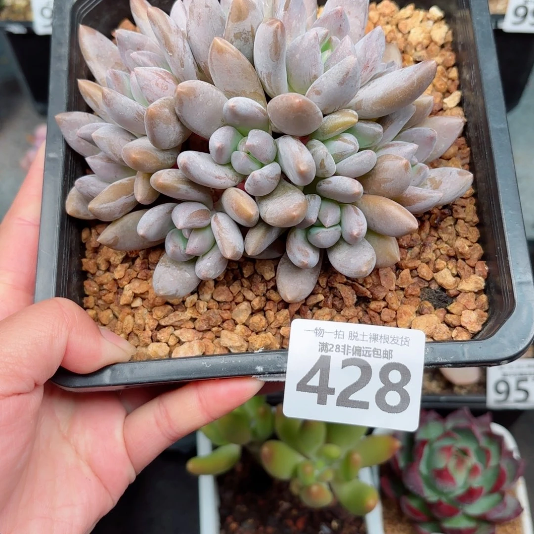 黑加仑无盆土发货