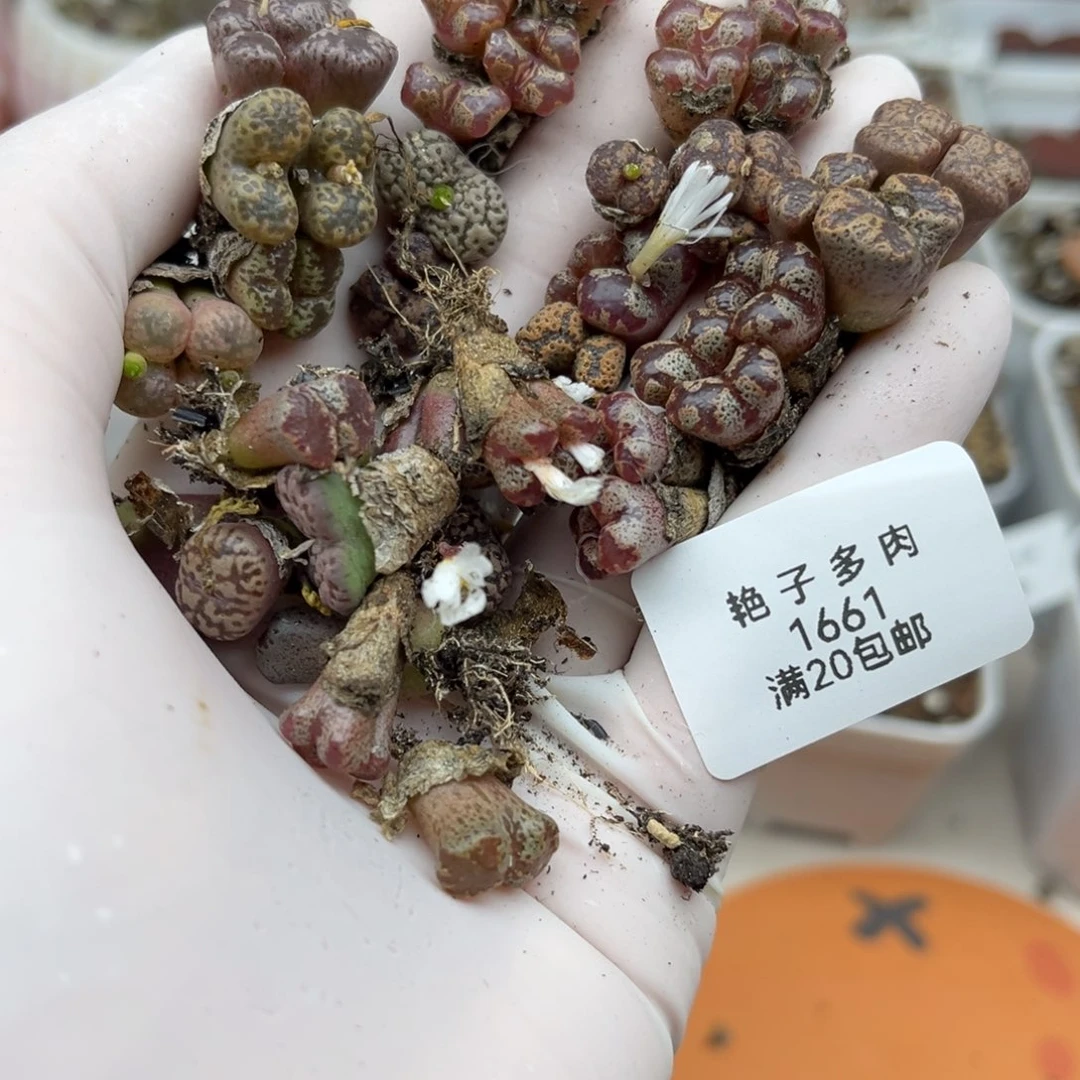 1661号一首好看的勋章