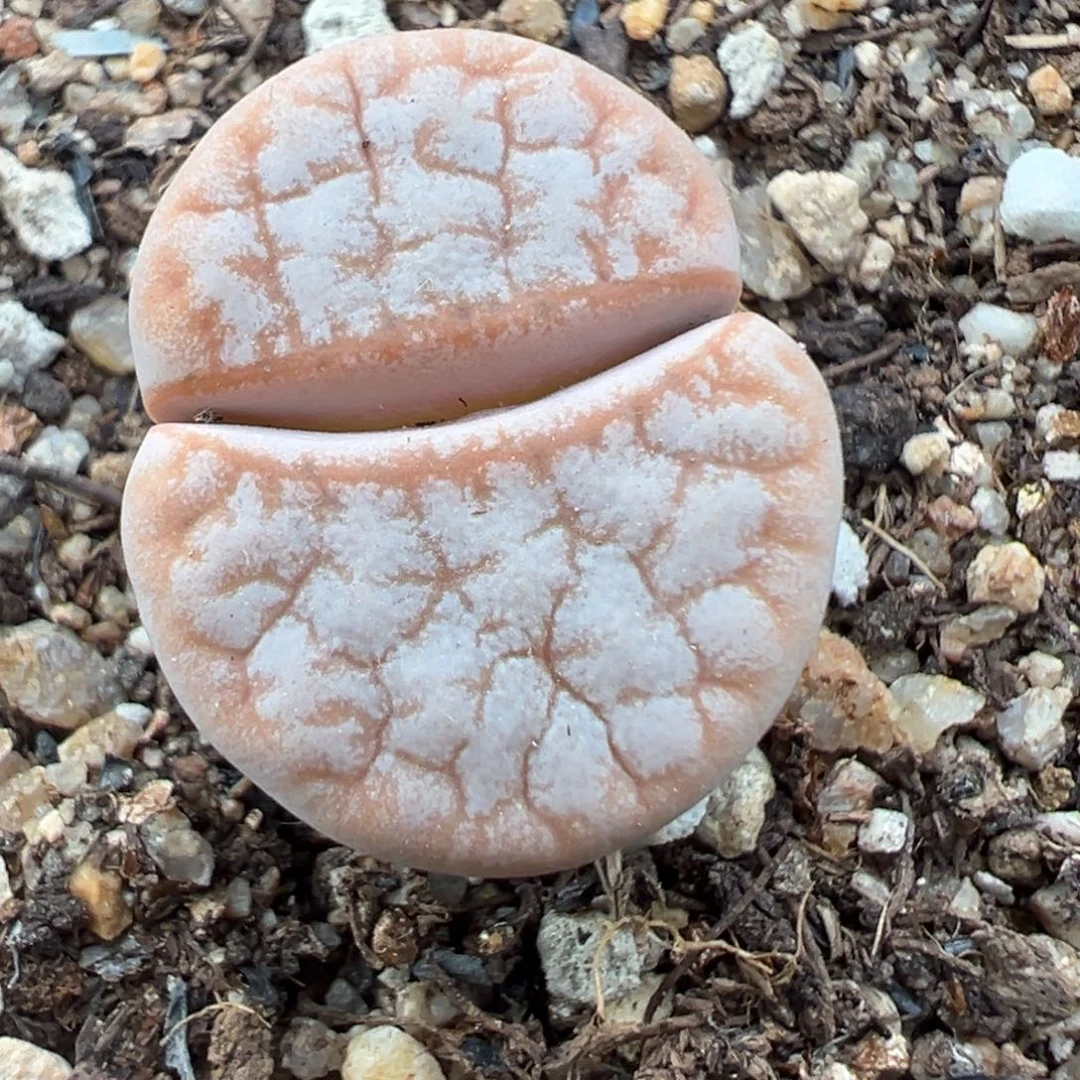 7.31好看的多肉脱土发货567