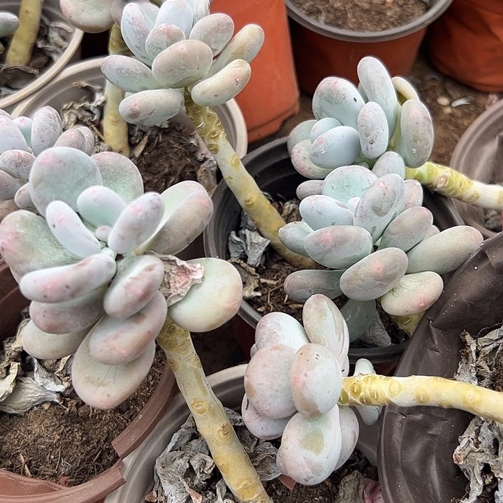 无花朵大叶奶单头5颗。