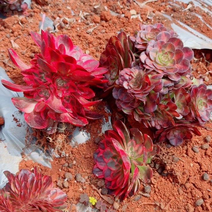 组合套餐啊啊啊啊