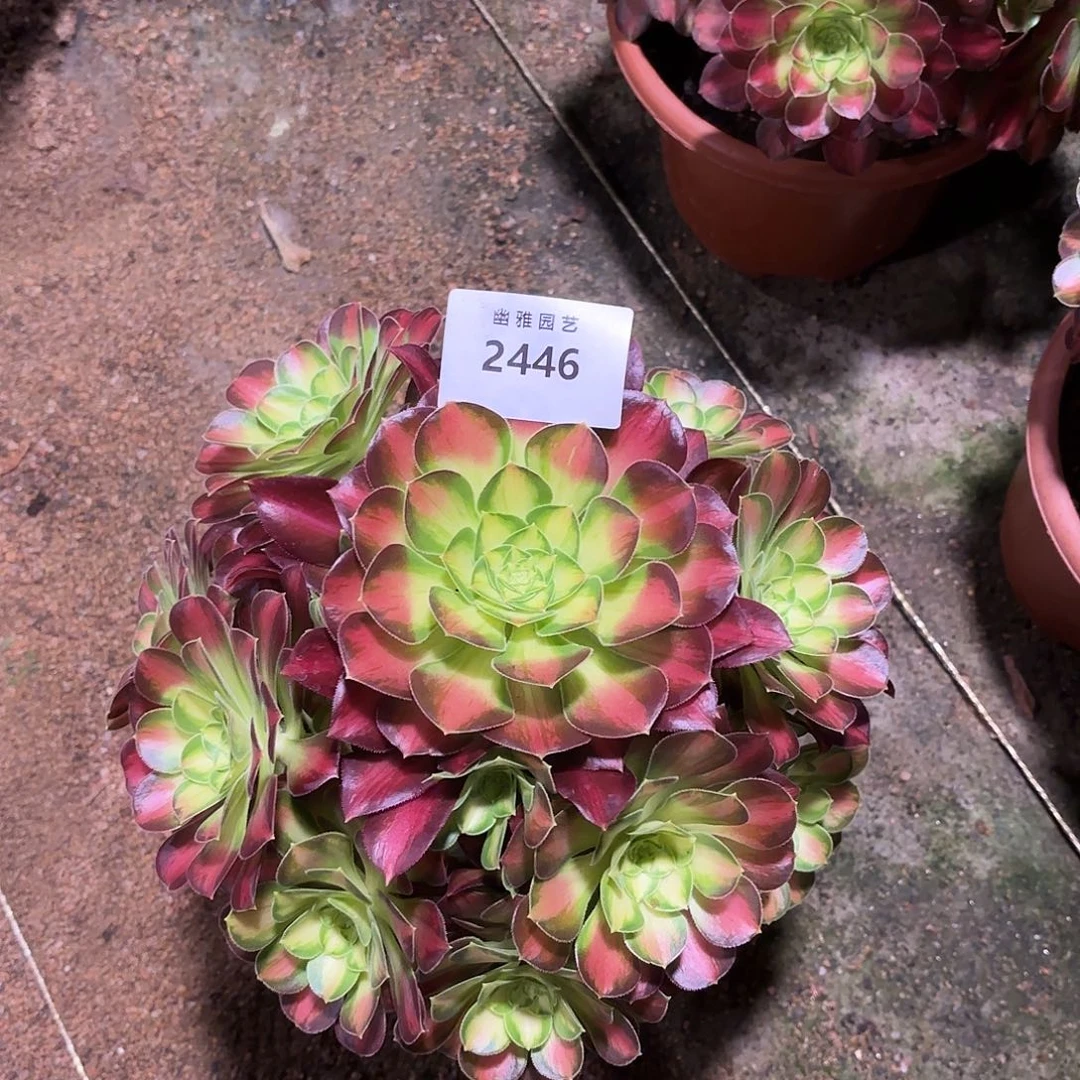 多肉法师韶华2446