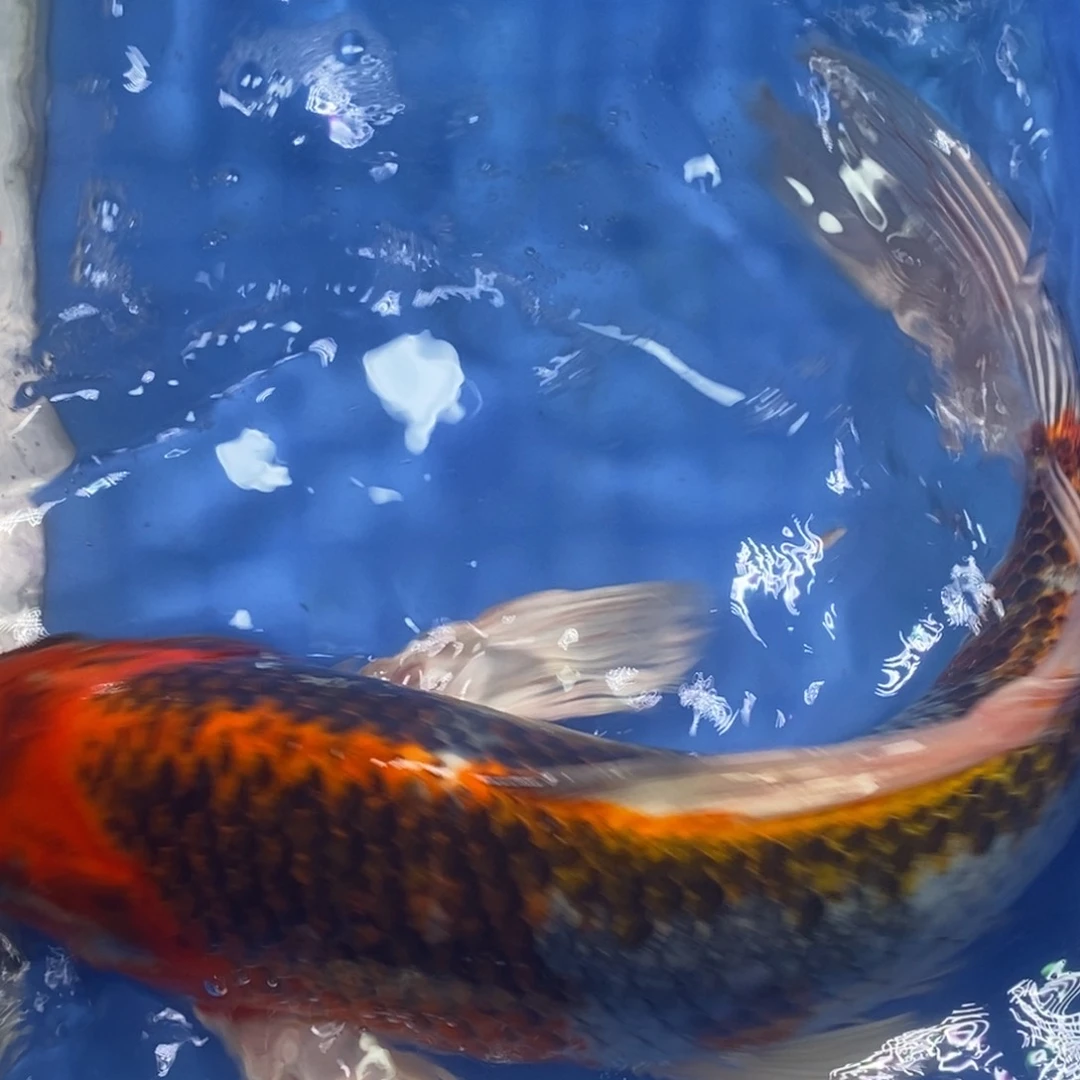 锦鲤冷水锦鲤包邮