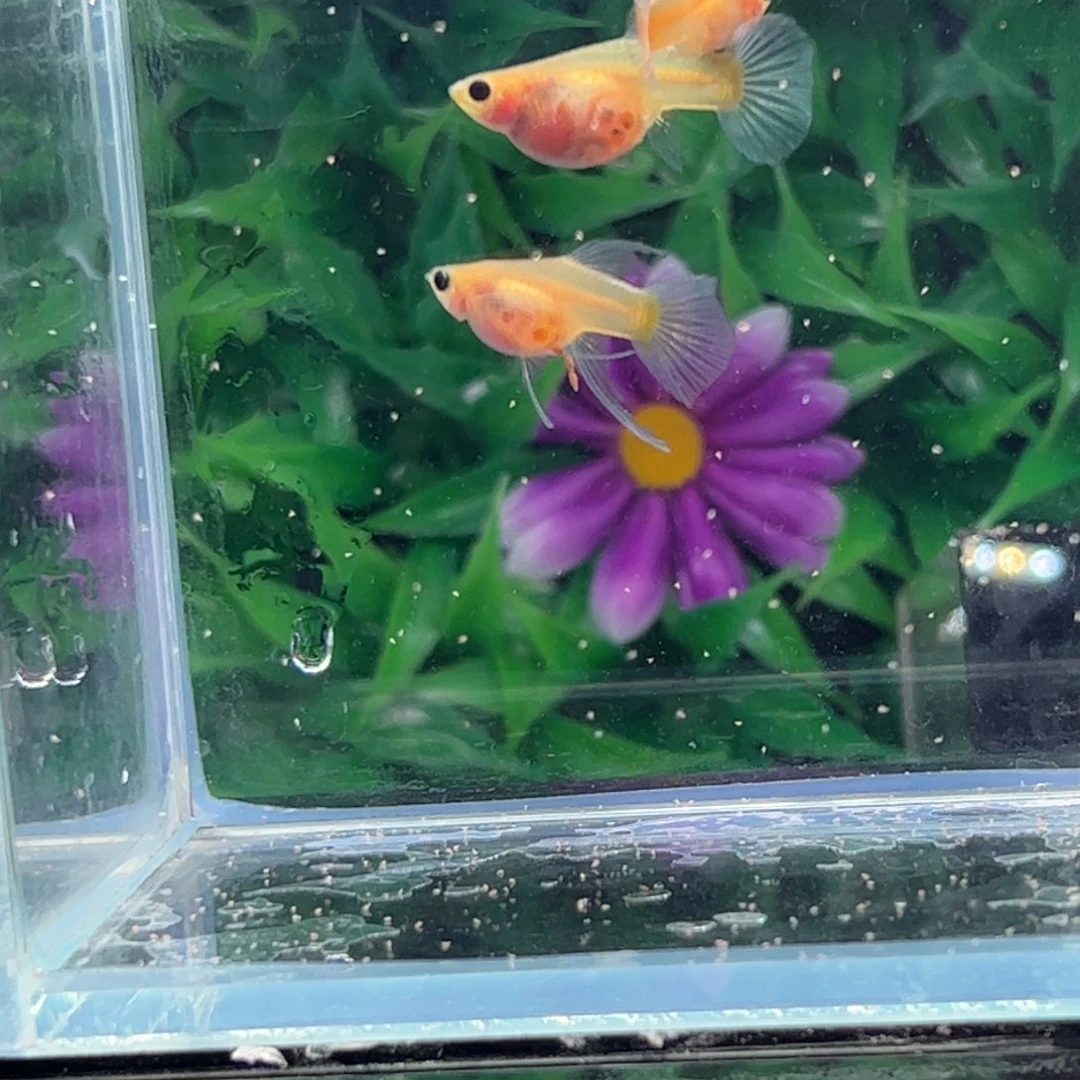 孔雀鱼蓝水晶玻璃猫111111111