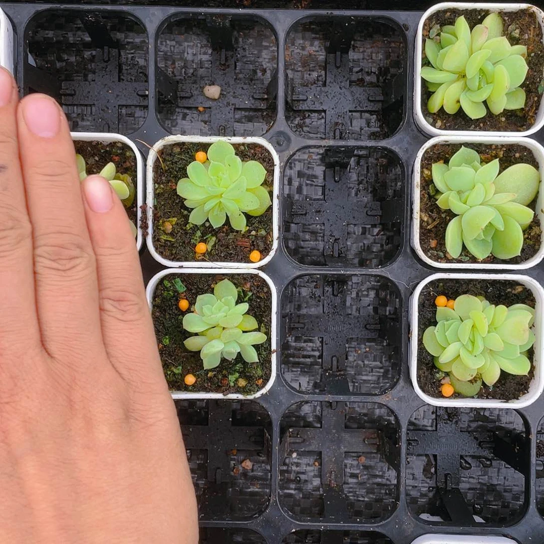 少*盐二个安生C F2 双头中盆一个满25包邮