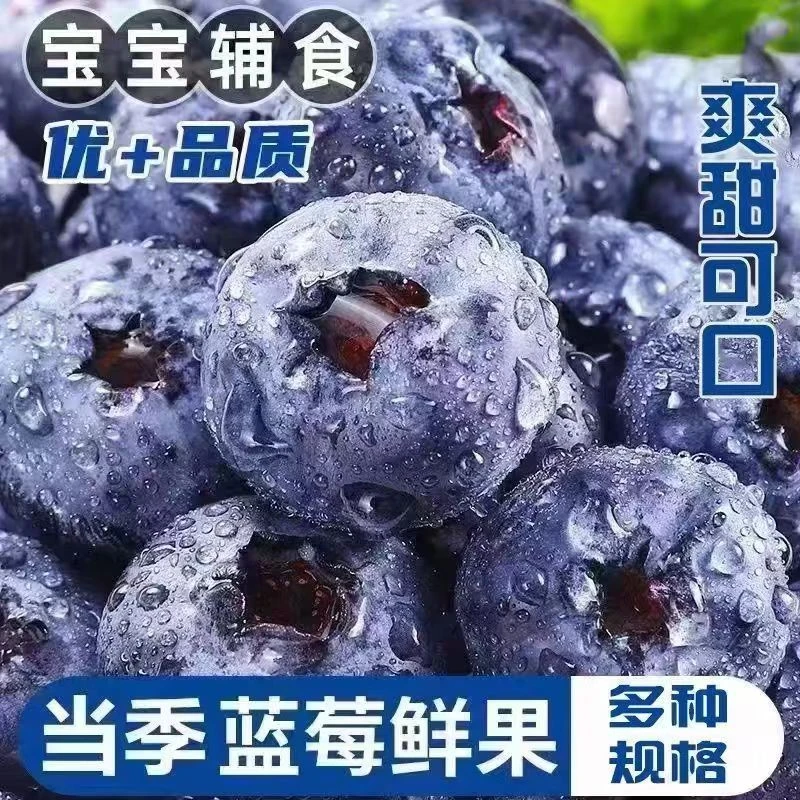【8盒装】云南蓝莓当季果孕妇水果新鲜蓝莓2/4/8盒100g/盒[15-22mm]S8-1云南省