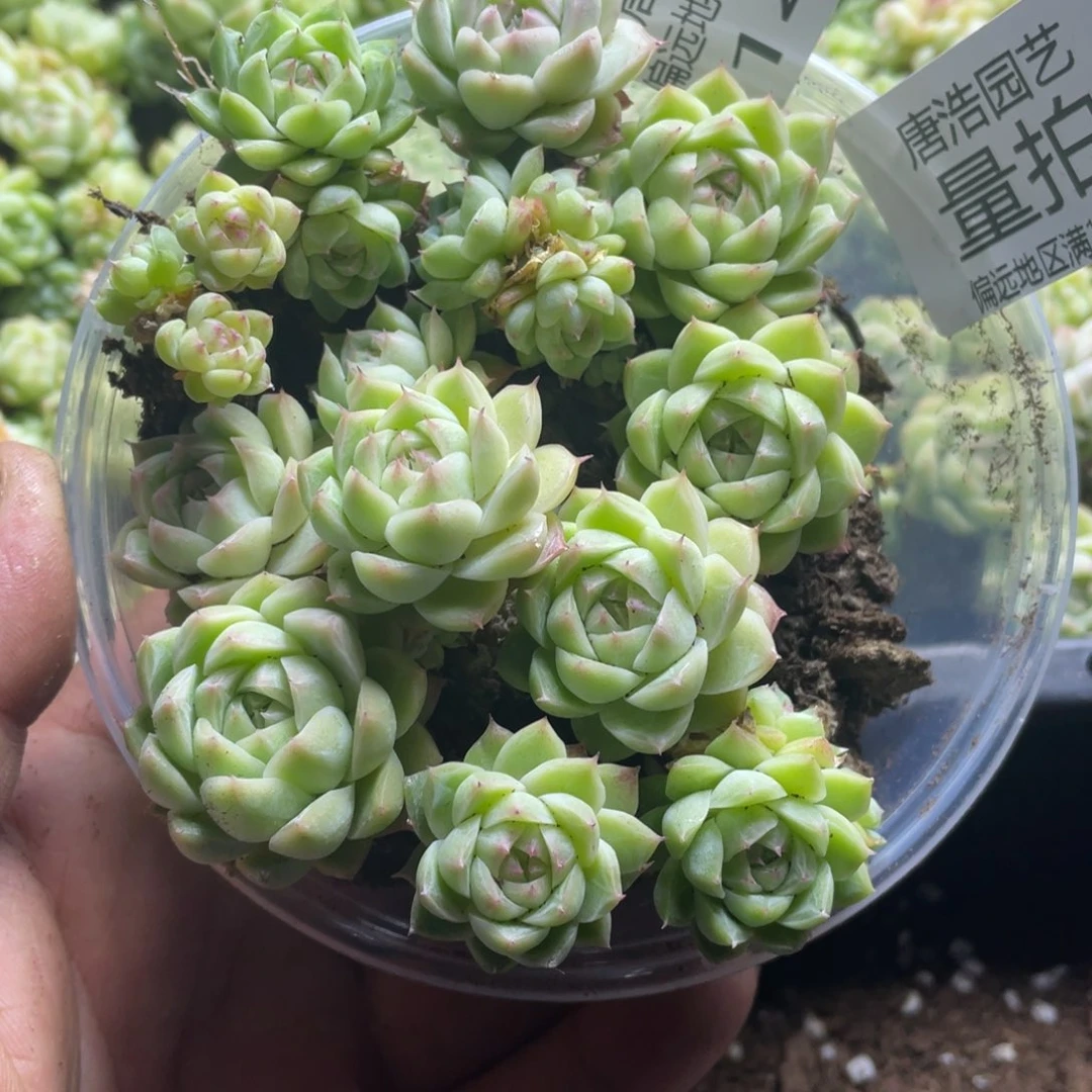 量拍麦秆一份一盒142