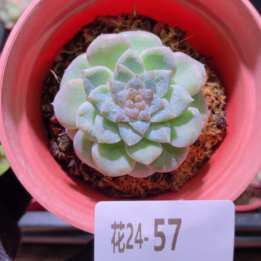 花利美24-57新品单头