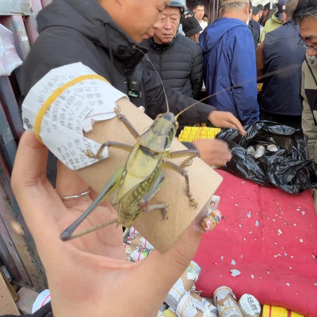 来***看蝈蝈蝈蝈福福价格