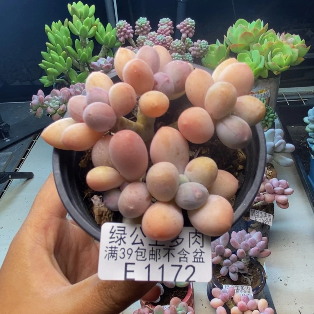 172黄金香水手指奶多肉7c m