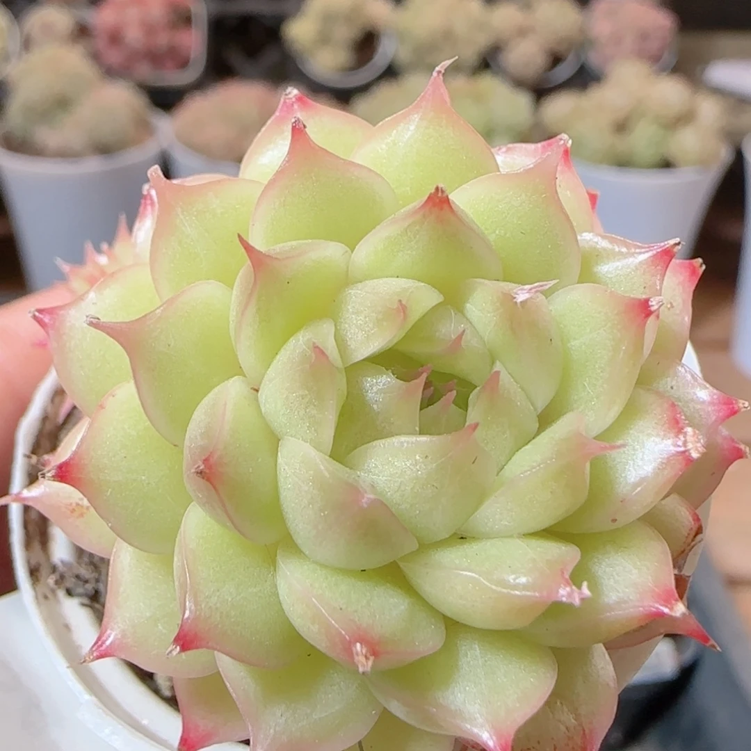 花语多肉1226-64散海王