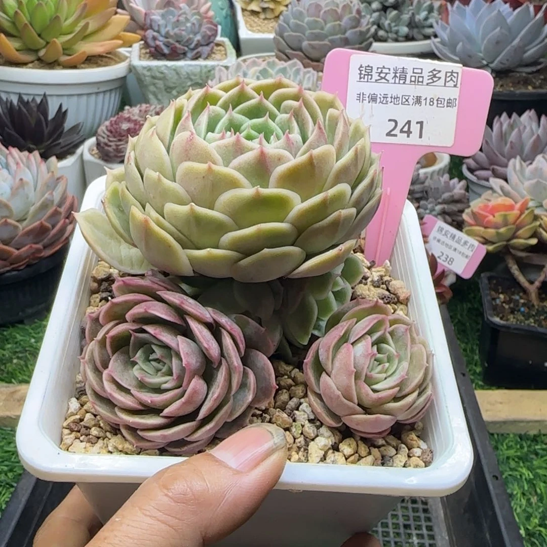 锦安精品多肉植物241