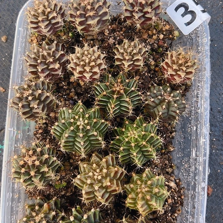 当前无花栽培后可以开花357