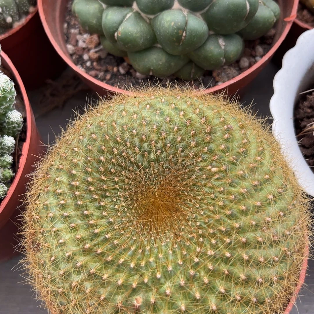 金雪光随机一颗了。