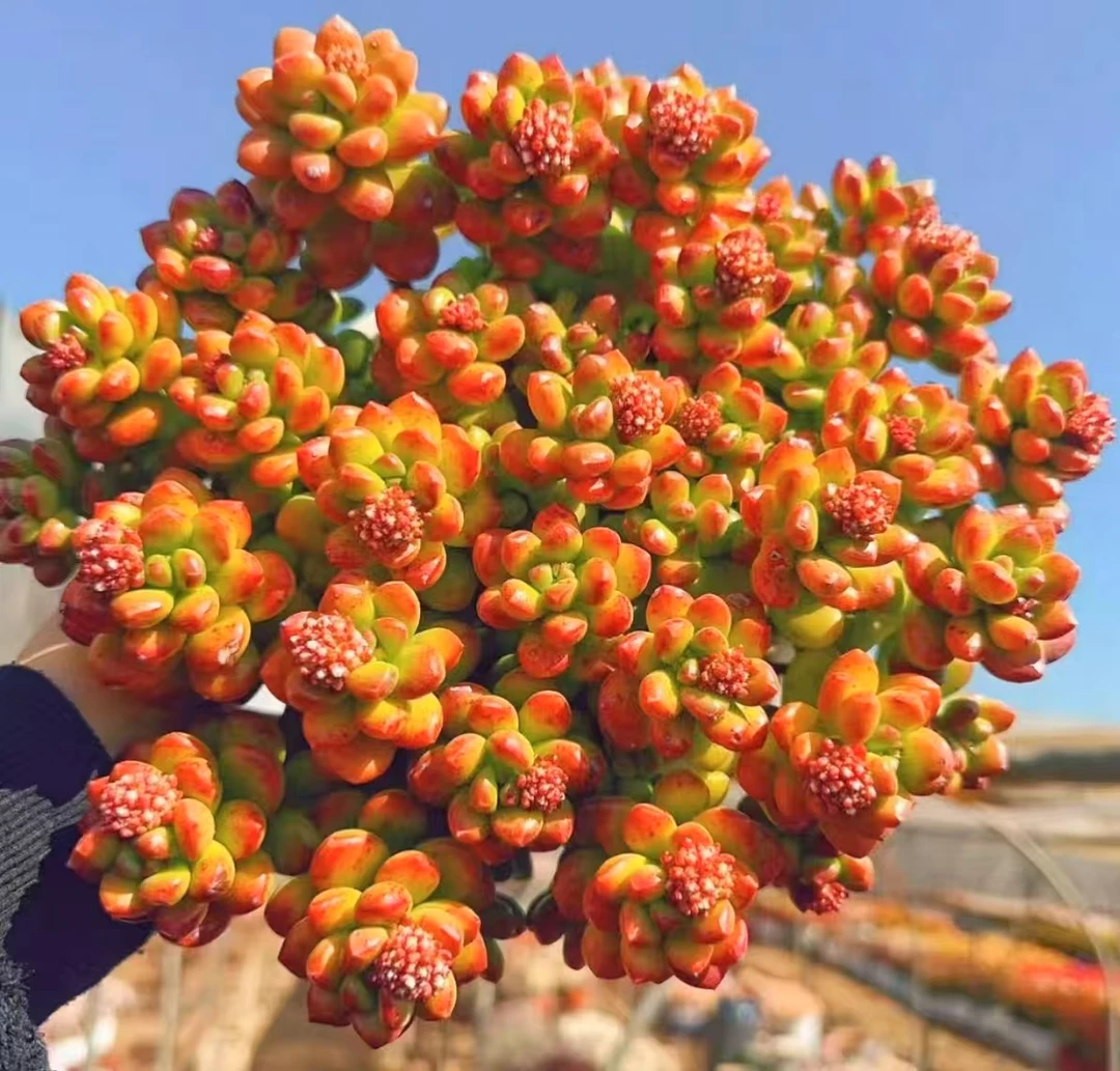 T【大盆香豆子】丸叶松绿带香味室内不褪色耐冻耐寒新手好养云南