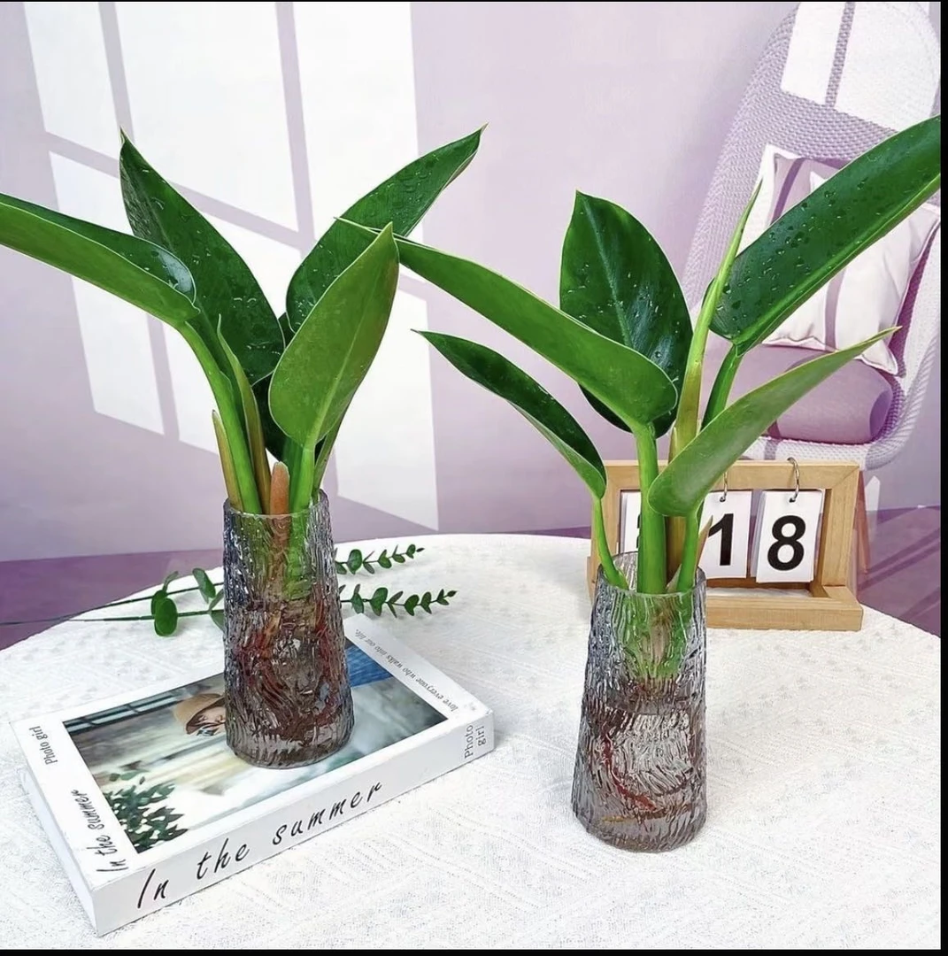 【水培金钻】金钻绿公主室内改善空气质量