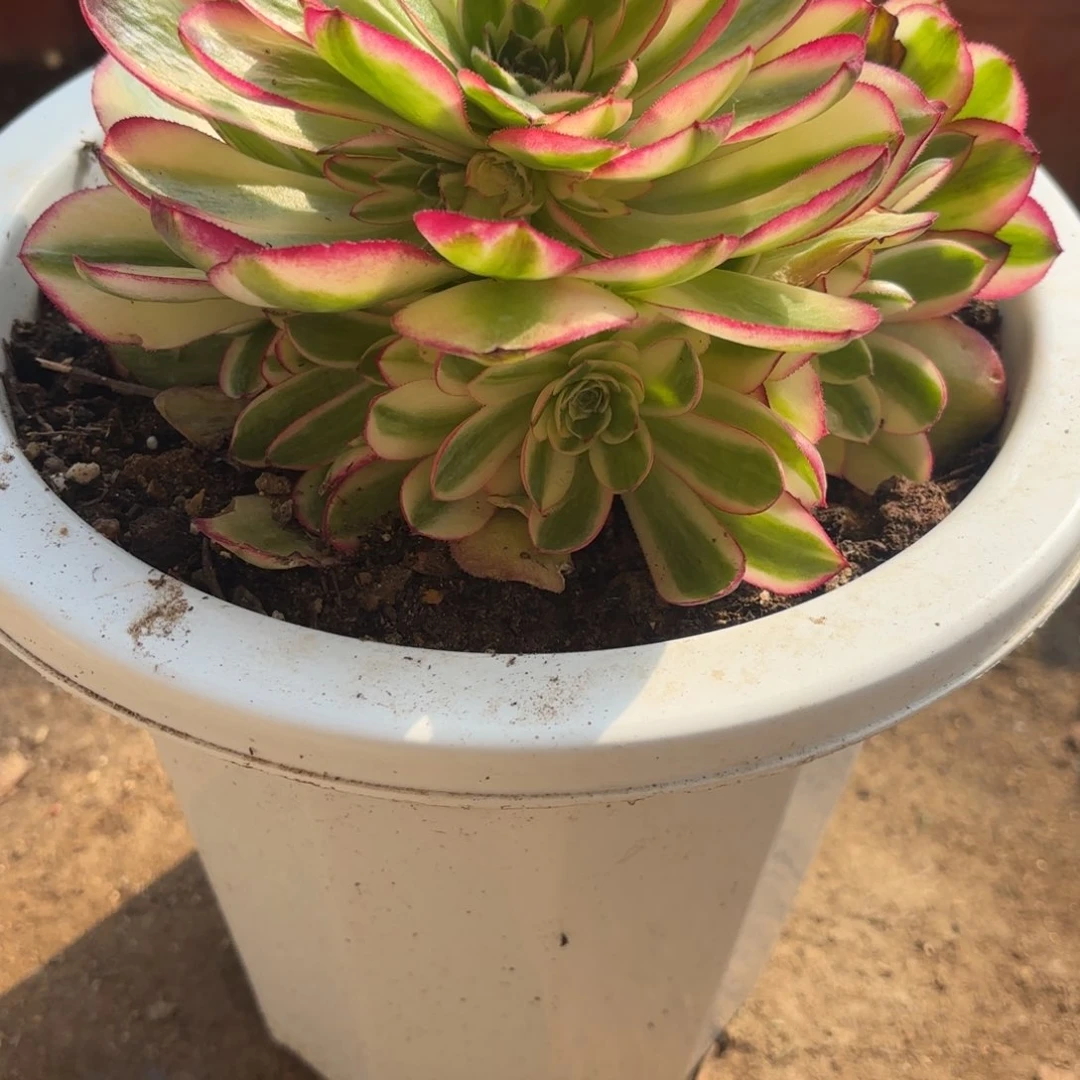 花好月又圆202510