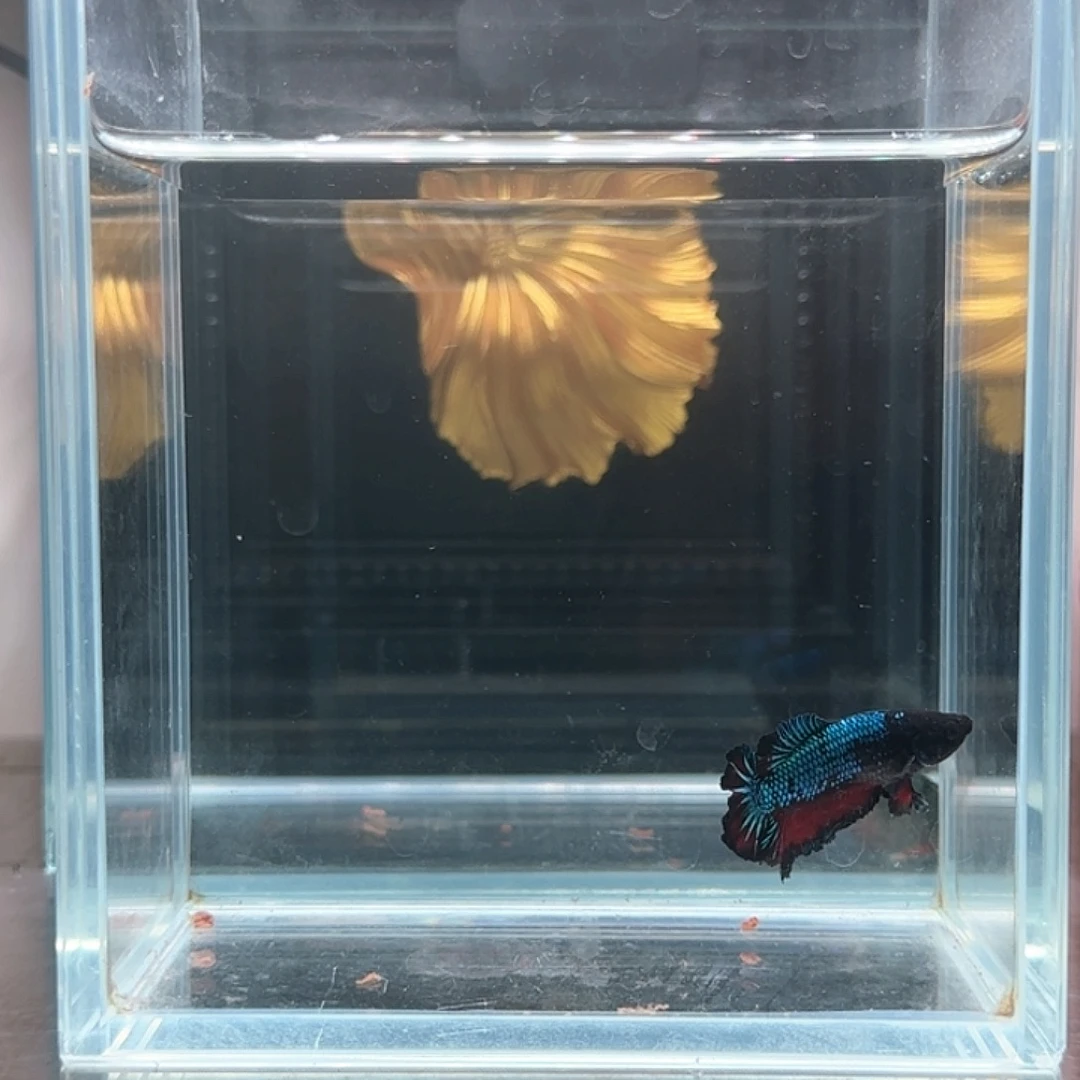 斗鱼活体观赏鱼好养耐活