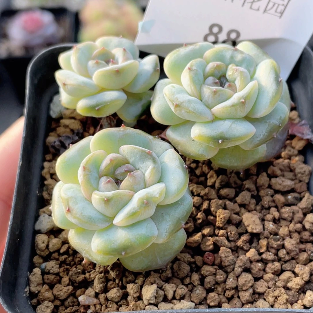 88号糖心冰心珍妮 芋悦