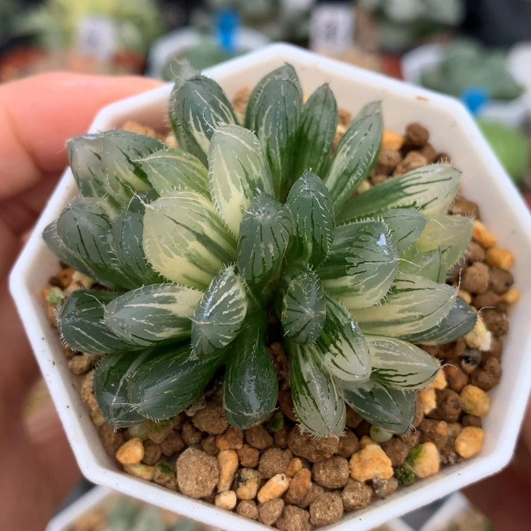 赤线玉露锦，带盆一起