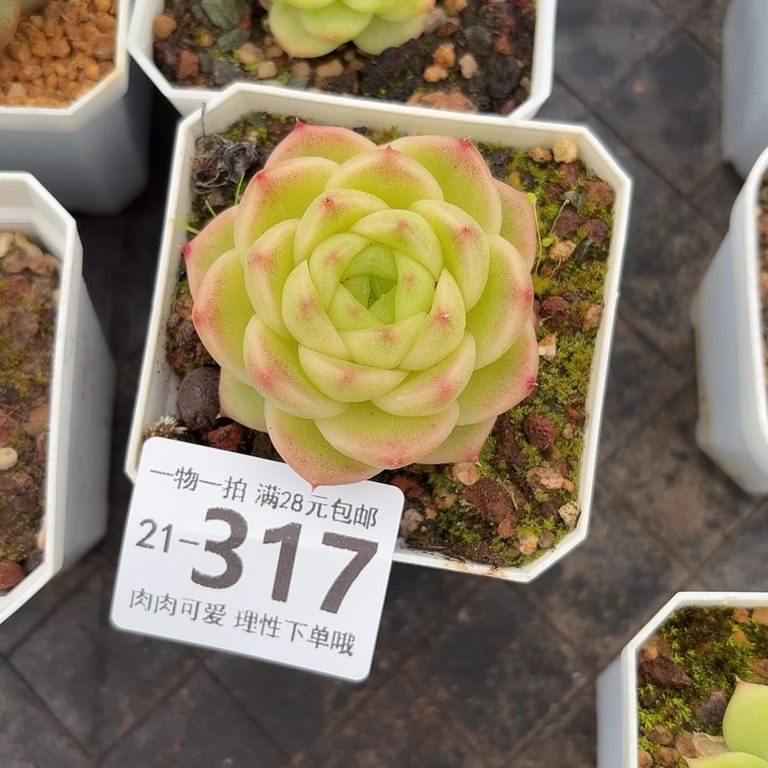 阿祖无盆土发货无