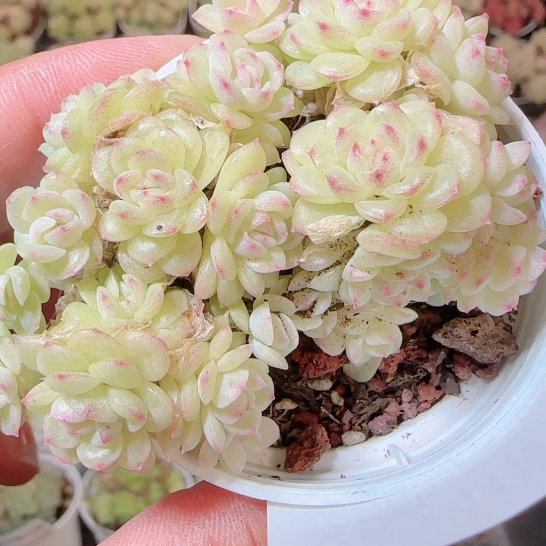 花语逸镜1116-362散