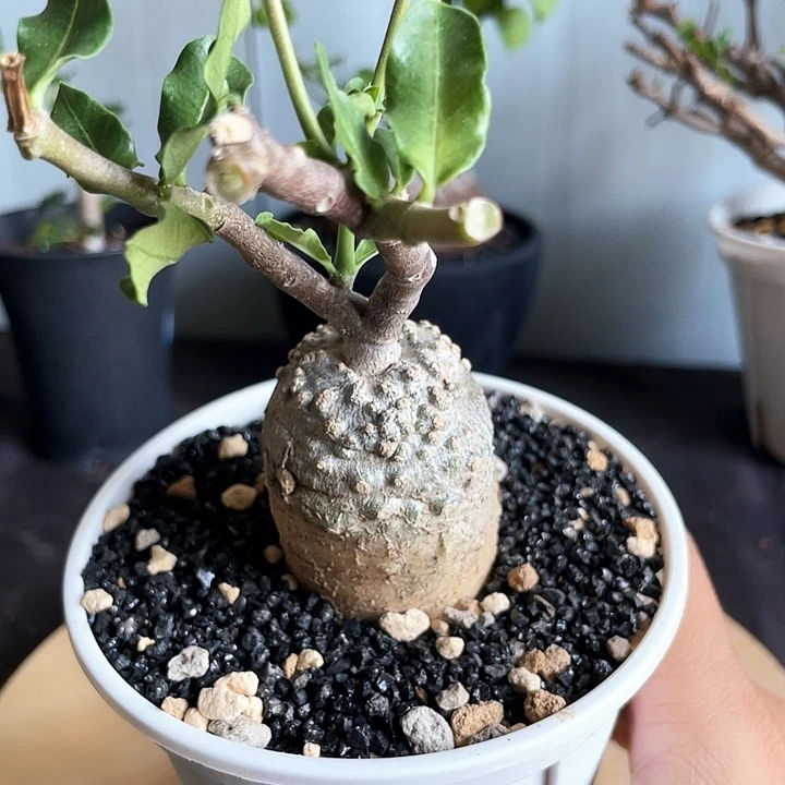 优选火星人 爆瘤666666666