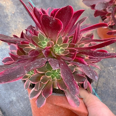 766安娜锦多肉植物