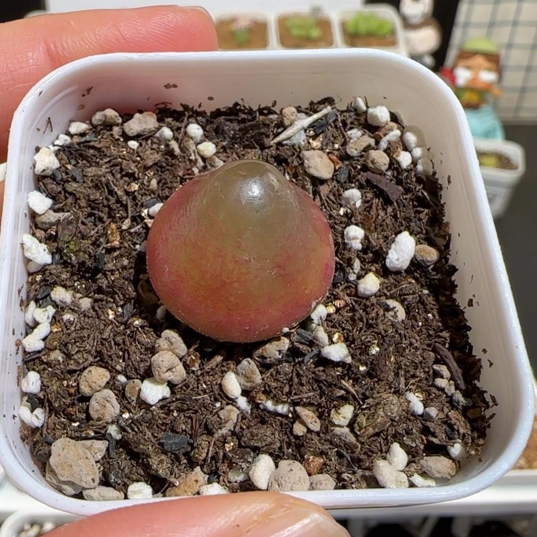 肉锥多肉植物组合-灯泡705