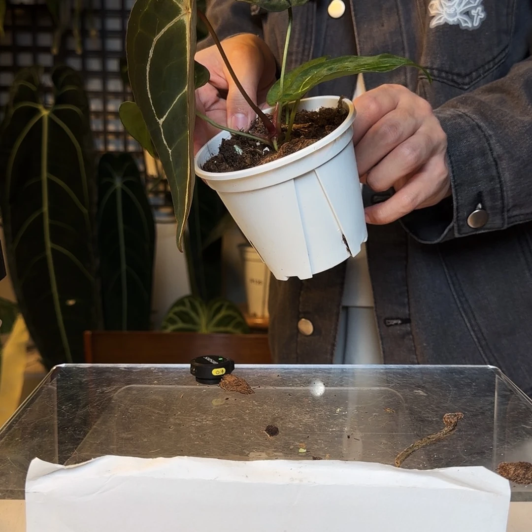 完全开放O171粉脉盾叶