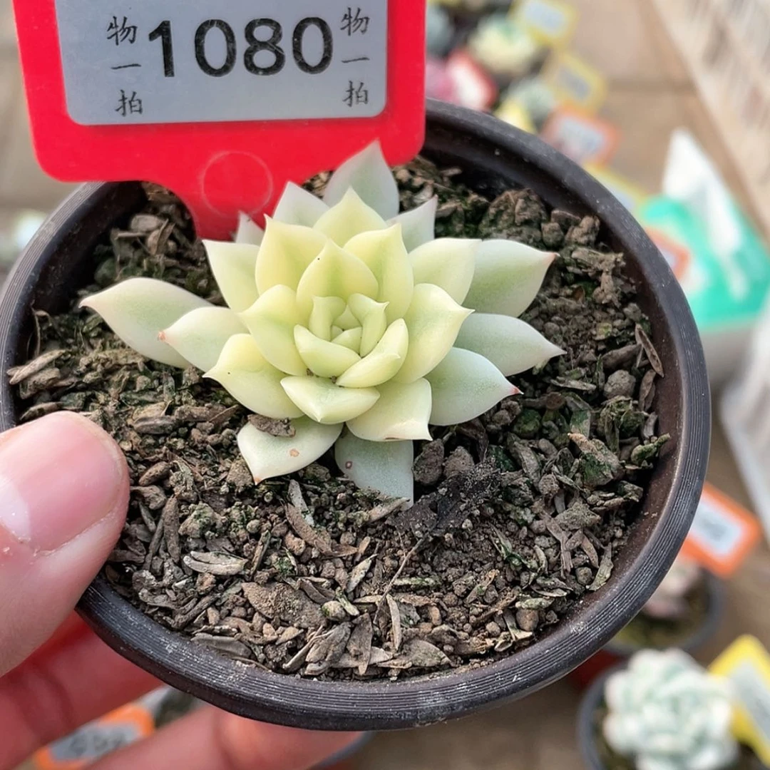 【闪购商品】1080号