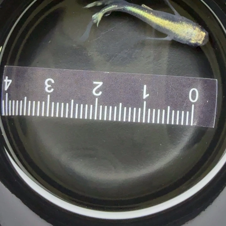 青鳉鱼真长鳍黑干30号