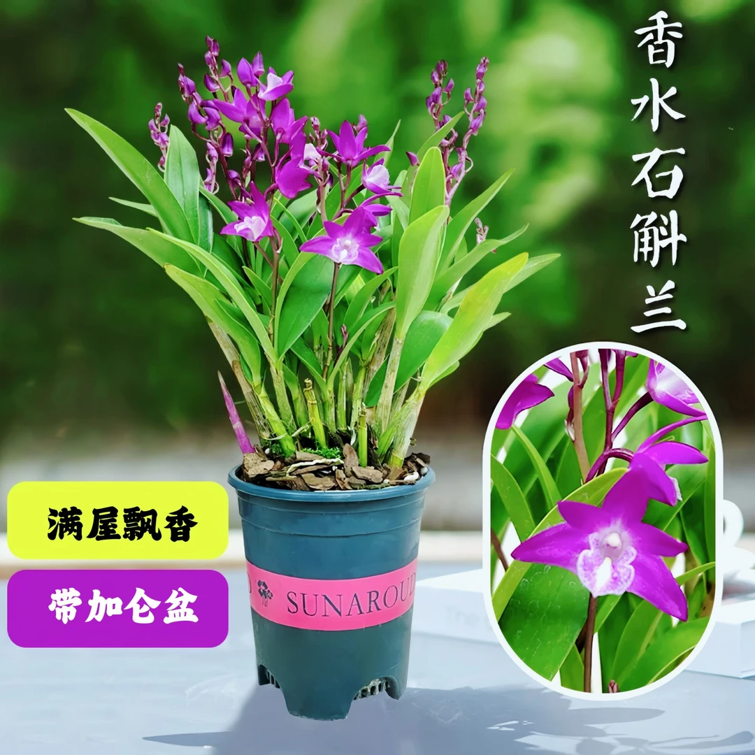 原盆原土基地直发懒人培育室内桌面易活开花紫色植物医生石斛兰