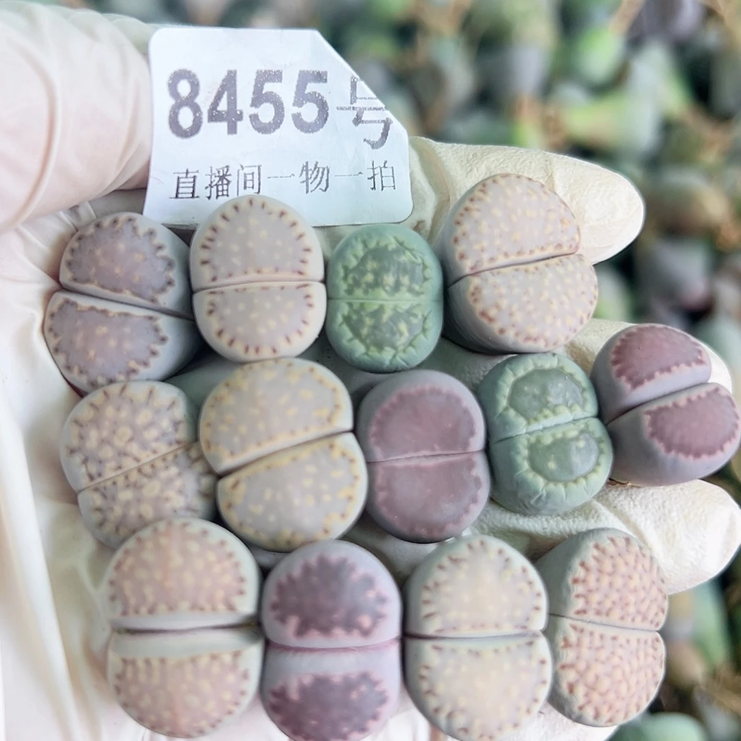 8455四年彩饼干13个1.5cm左右有点干特价处理