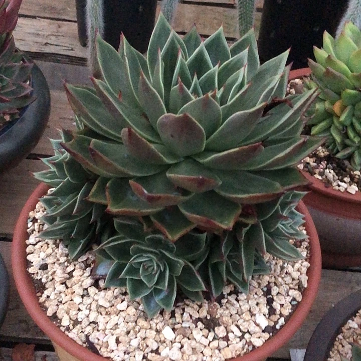 一物一拍多肉植物