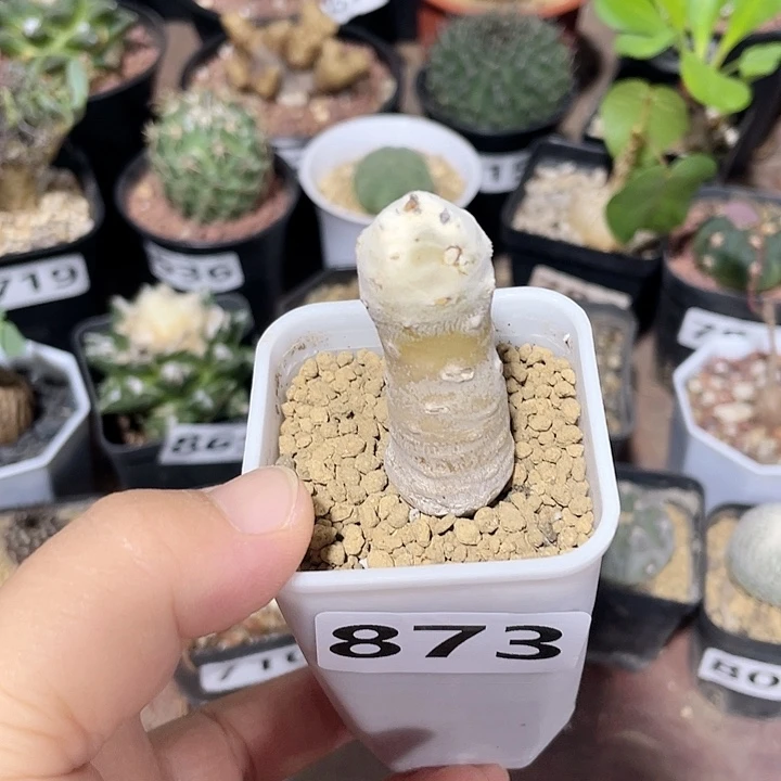 873雪露厚墩菊块根