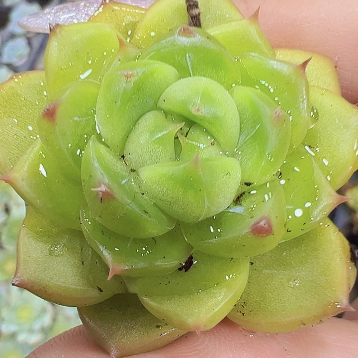 绿钻苗2个19包邮多肉植物