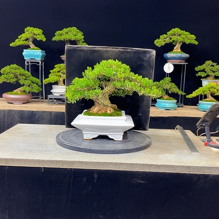 无花朵黄杨盆景四季常绿不落叶