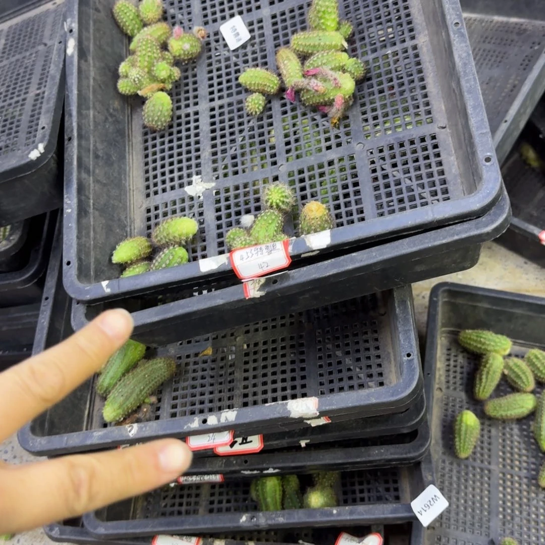 白檀10个品种小无根侧牙，20包邮