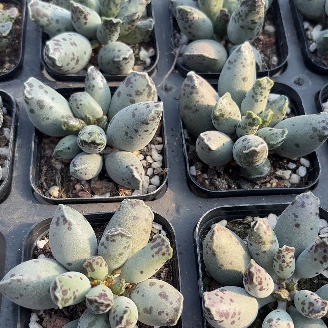 精品海豹多肉植物