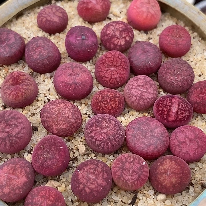 钻墨杂交一颗    发紫红色的