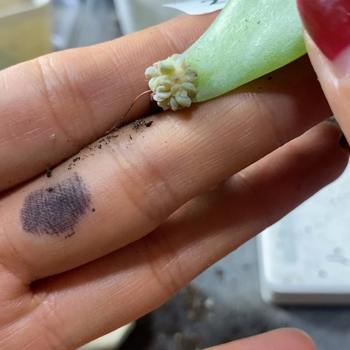 ****鹅标签215珍妮z718芽苗