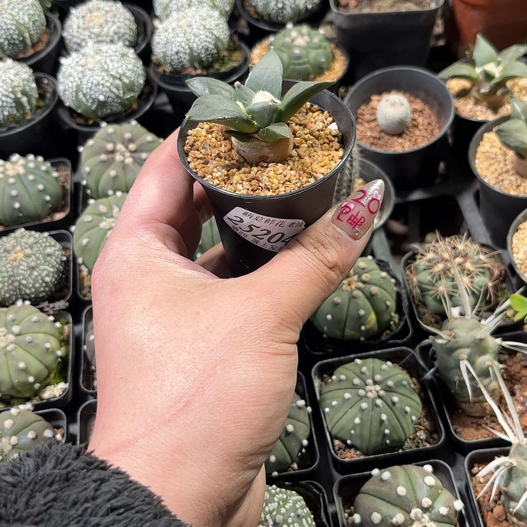 林**知25204一物一拍单头发货